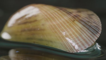 Guarda Cozze. Episodio 18 della Stagione 1.